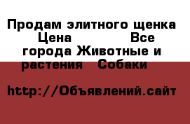 Продам элитного щенка › Цена ­ 30 000 - Все города Животные и растения » Собаки   